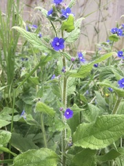 Pentaglottis sempervirens