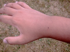 Salticus scenicus