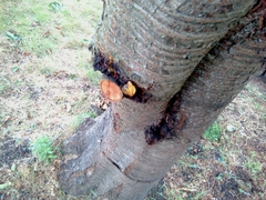 Salticus scenicus