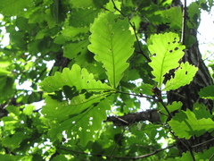 Quercus mongolica