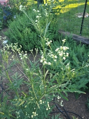 Parthenium hysterophorus