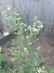 Parthenium hysterophorus
