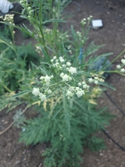 Parthenium hysterophorus
