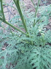 Parthenium hysterophorus