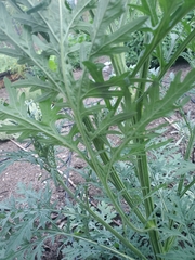 Parthenium hysterophorus