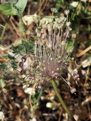 Allium daninianum