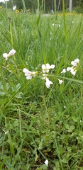 Cardamine pratensis