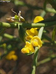 Genista fasselata
