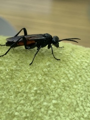 Macrophya annulata
