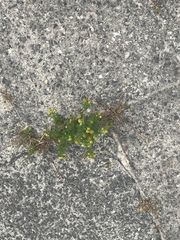 Matricaria discoidea