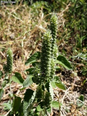 Teucrium lamiifolium