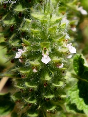 Teucrium lamiifolium