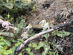 Erythronium citrinum