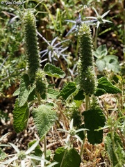 Teucrium lamiifolium