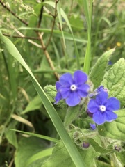 Pentaglottis sempervirens