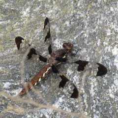 Plathemis lydia