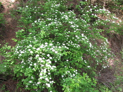 Spiraea ouensanensis