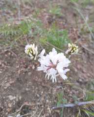 Astragalus versicolor