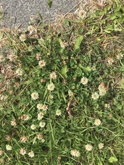 Trifolium repens