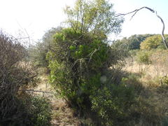 Senecio barbertonicus