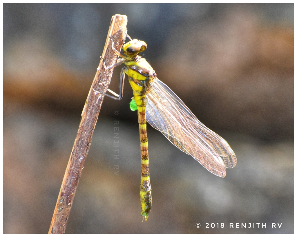 Yellow Paddled Clubtail