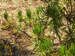 Senecio barbertonicus