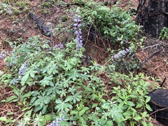 Lupinus onustus