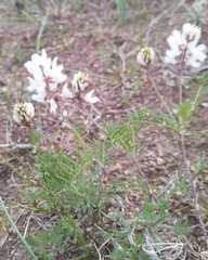 Astragalus versicolor