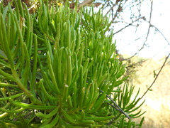 Senecio barbertonicus