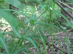 Polygonatum stenophyllum