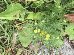 Matricaria discoidea