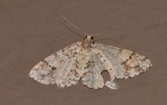 Myrioblephara desumpta