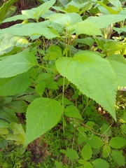 Collinsonia canadensis