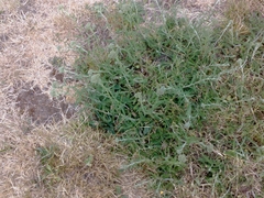 Angiospermae