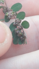 Euphorbia prostrata