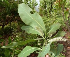 Terminalia macroptera