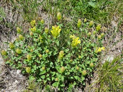 Scutellaria oreophila