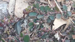 Euphorbia prostrata