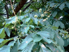 Angiospermae
