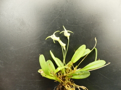 Masdevallia