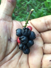 Ardisia compressa