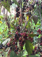 Ardisia compressa