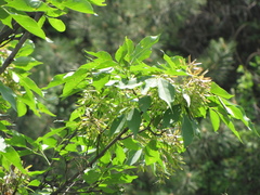 Fraxinus chinensis
