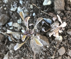 Hesperevax sparsiflora