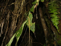Anolis aequatorialis