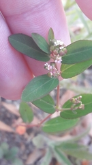 Euphorbia hypericifolia