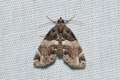 Cutina distincta