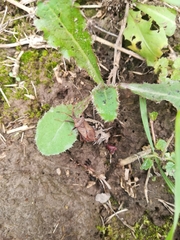 Coreus marginatus
