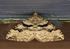 Xanthorhoe defensaria