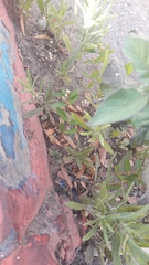 Euphorbia hypericifolia